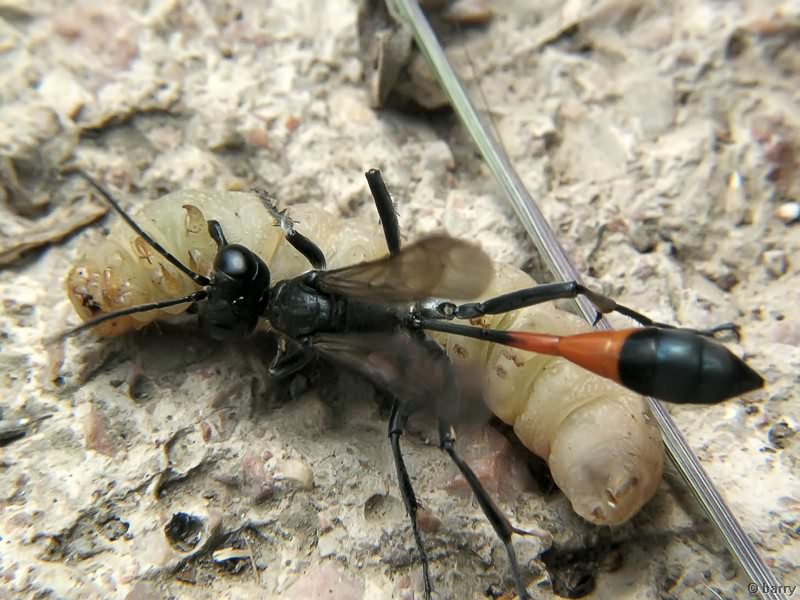 Ammophila sabulosa (Linnaeus, 1758)